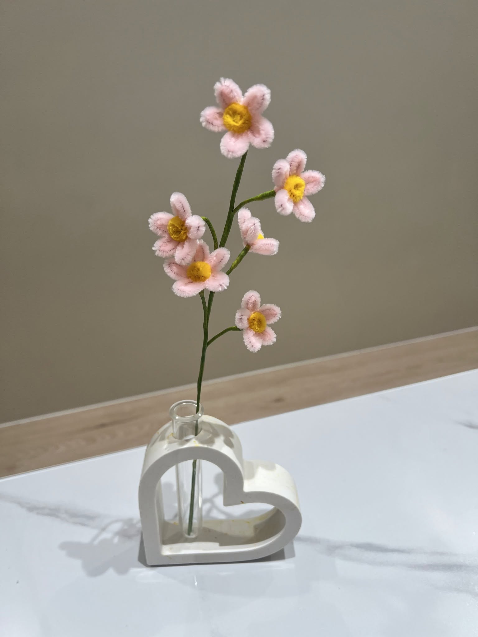 毛根小雛菊