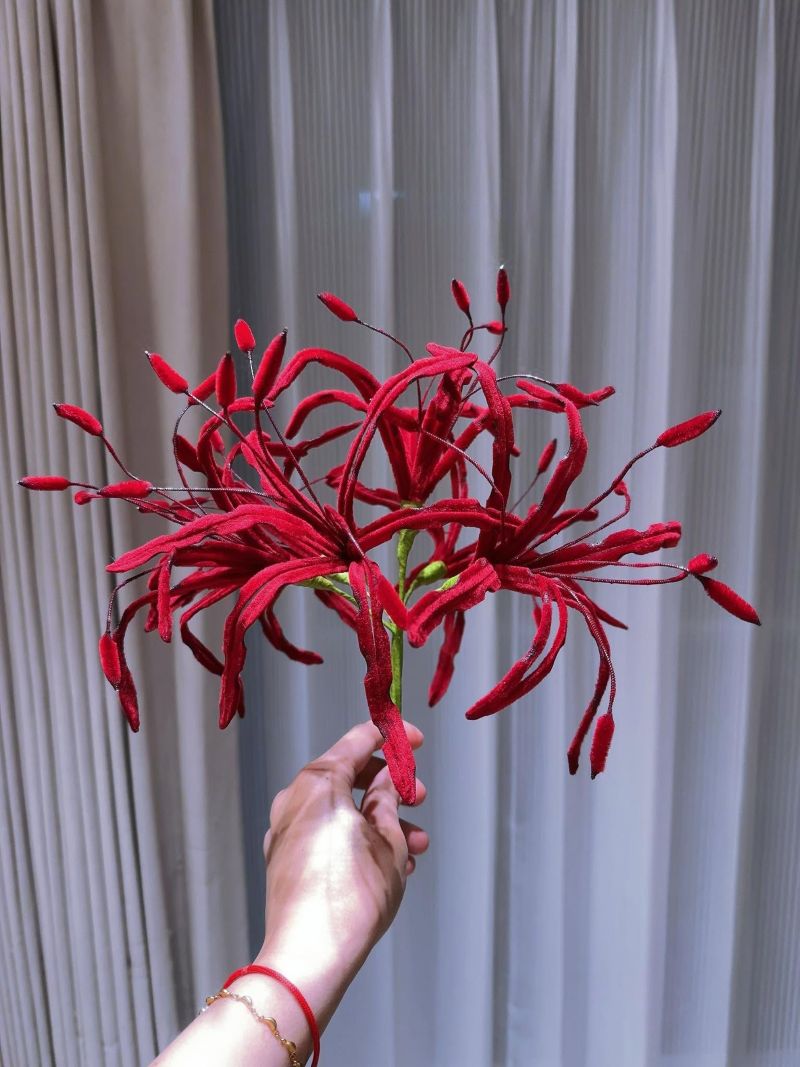 毛根朝露彼岸花