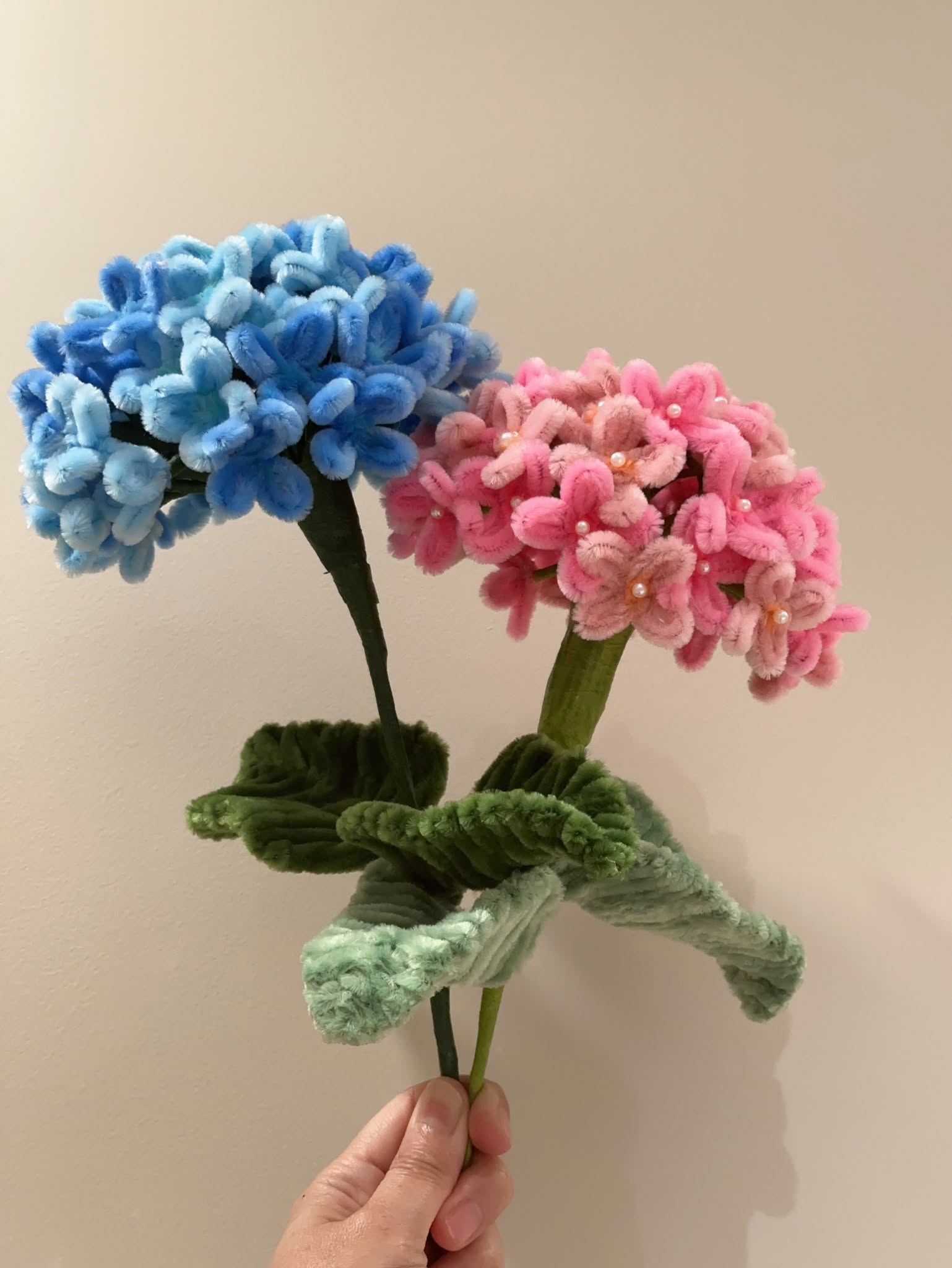 毛根繡球花
